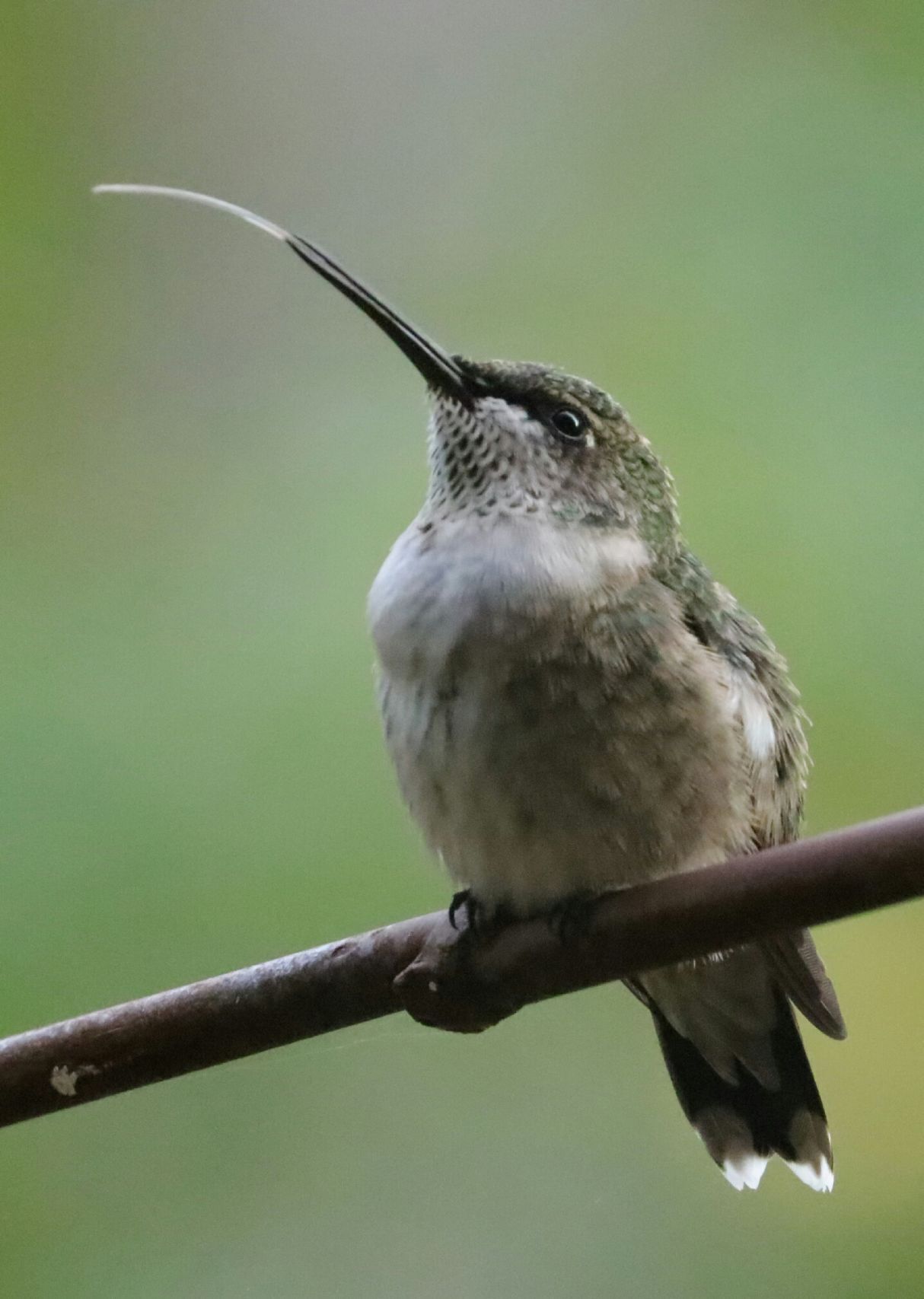 Hummingbird